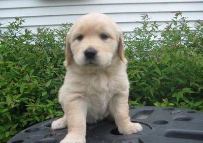 Filhotes de labrador retriever para adoção