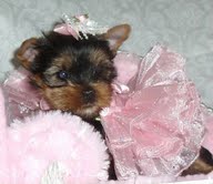 Filhotes de cachorro yorkshire para adoção