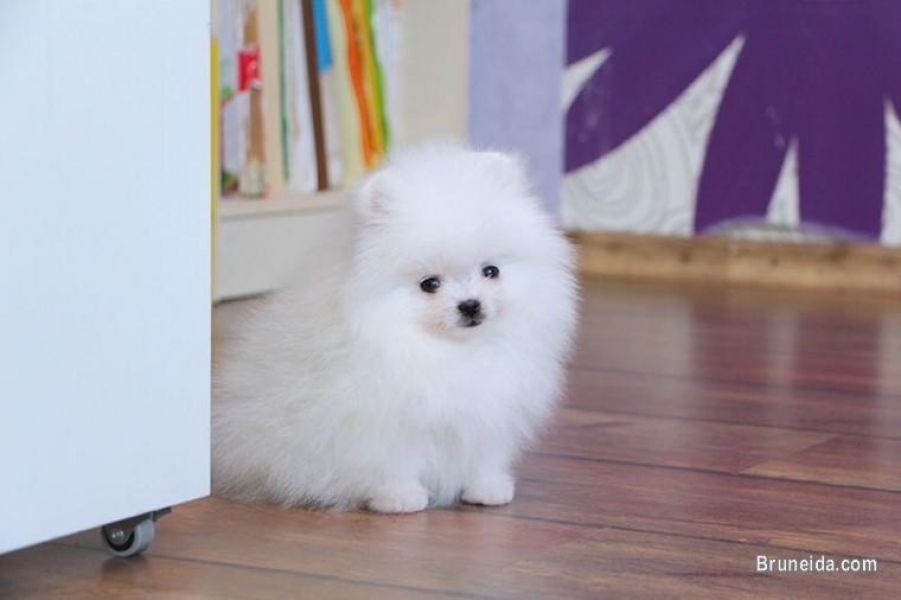 Adorável homem da Pomerânia pronto para adoção