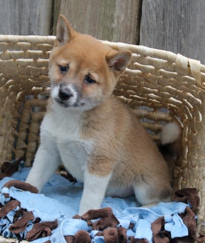 Familiares filhotes da raça Shiba Inu