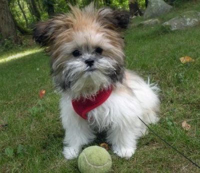 shih tzu