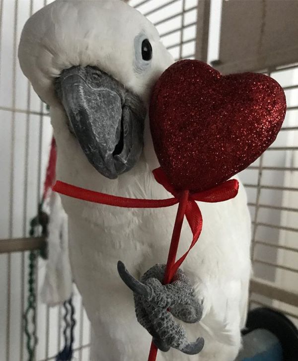 Arara jovem deslumbrante para venda