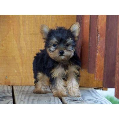 2 Filhotes de Yorkshire Terrier bonitos para adopç