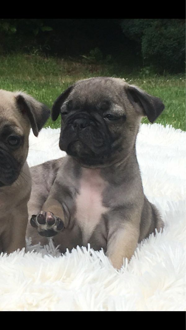 Filhotes de Pug Filhotes de Pug Bonitos