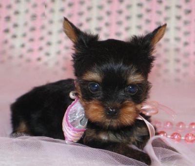 Yorkshire Terrier
