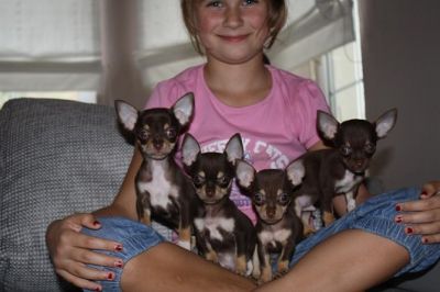 Chihuahua cachorros para adoção