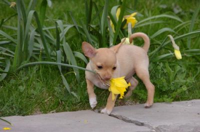 Chihuahua filhotes para adoÃ§Ã£o