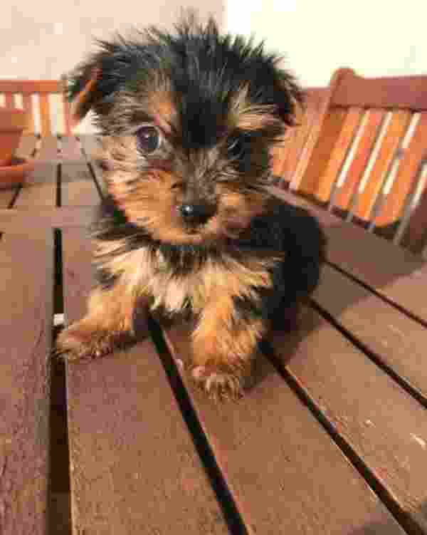 Yorkshire Terrier Filhotes Pronto Agora