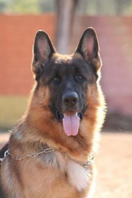 PASTOR ALEMAO DE QUALIDADE - 967888237