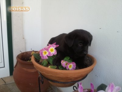 labradores puros com pediggre 