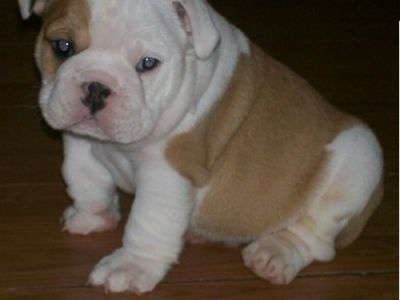 Cachorro Bulldog Inglês com LOP e Microchip