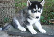 Filhotes presente adorável Siberian Husky para adoção