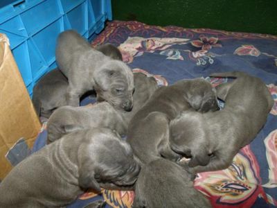 Azules hermosos cachorros de gran danés para la venta