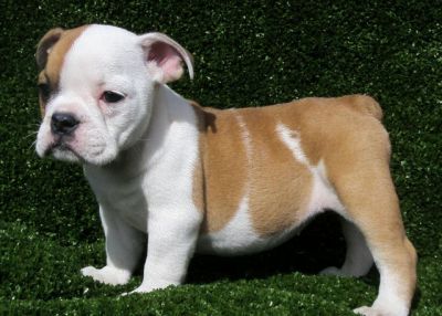 Inglês bulldog cachorros para adopção