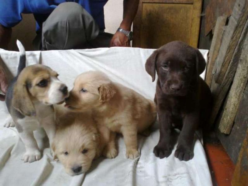 Tricolor de Labrador filhotes de cachorro bonito