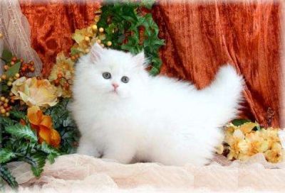 Gatinhos persa para adoção