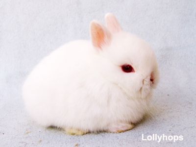 Coelhos Anão Holandês