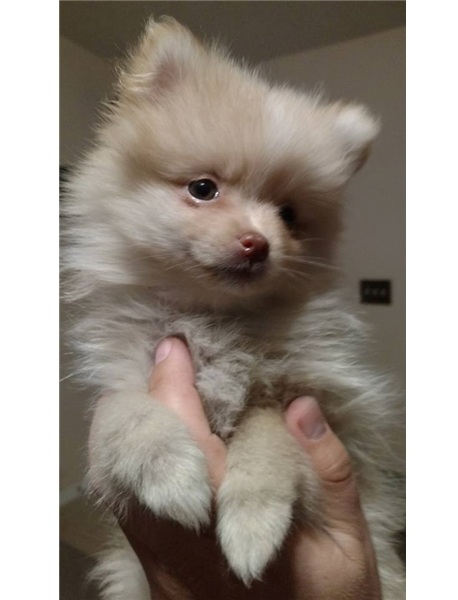 Filhotes de Pomerania