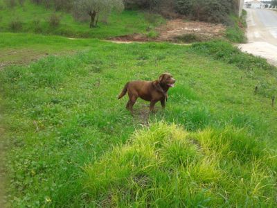 LABRADORES COM PEDIGGRE 