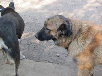 Cadela Serra da Estrela, 1 ,5 anos com LOP, microship, vacinas, esterilizada para adopcao 