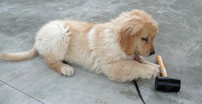 melhor golden retriever cachorrinho para adopção