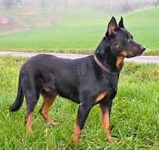 Filhote de cachorro de Beauceron