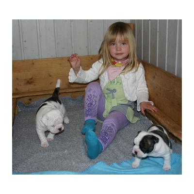 autêntico buldogue inglês