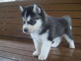 Filhotes husky siberiano para adoção (julianamc617@gmail.com)