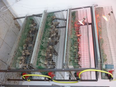 gaiola para codorniz ou outra aves pequena