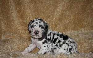 Lindos e adoráveis filhotes de dinamarquês à venda