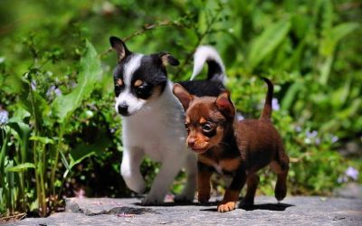 Chihuahua filhotes para adoção