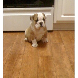 Qualidade Inglês bulldog cachorros!