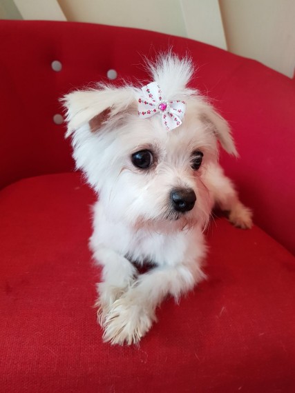 Filhotes de cachorro bonitos de maltês disponíveis.