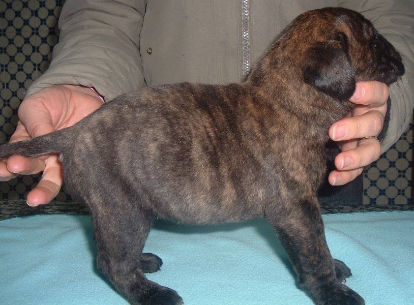 Cães de Guarda & Companhia ninhada Bullmastiff 