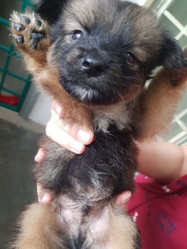 Filhote de Pomerânia