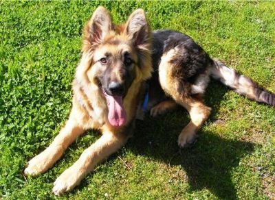 Pastor Alemão do Criador