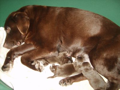 Labrador Retriever - cor castanha