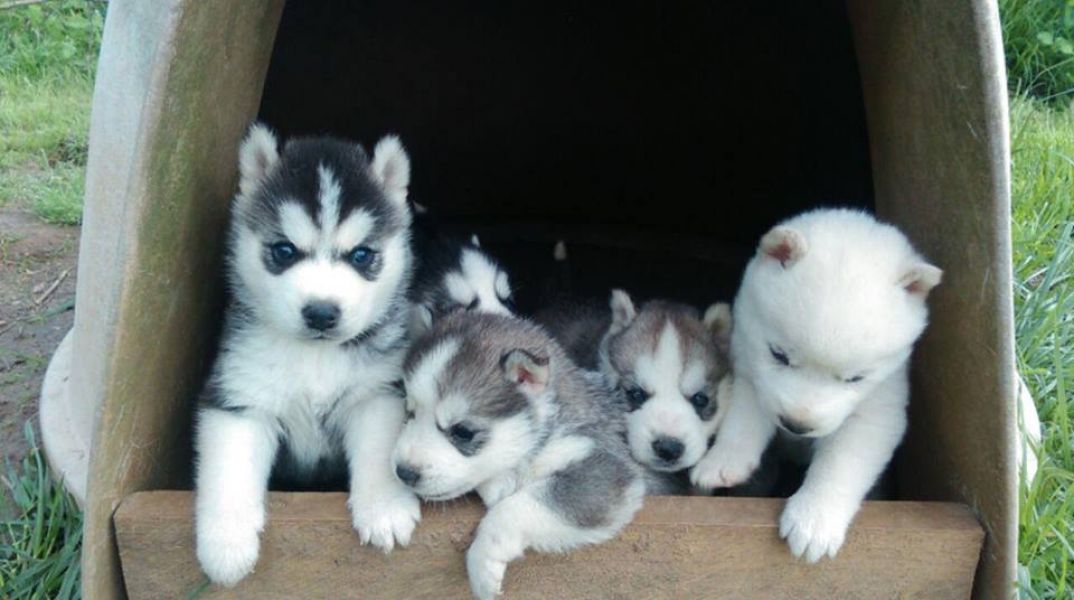 Purebred Siberian husky puppies Available 