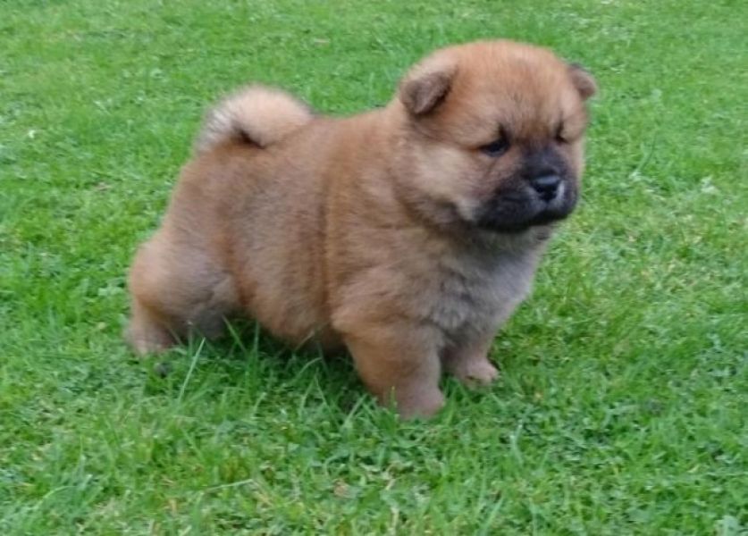 Lindo macho Chow Chow precisa de um novo lar