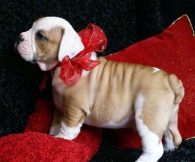 masculino e feminino inglês bulldog cachorros