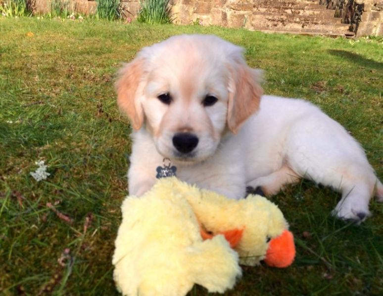 Filhotes de Golden Retriver machos e fêmeas