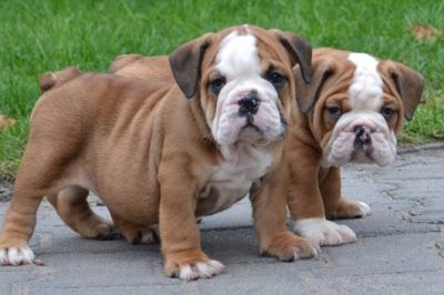 Inglês bulldog filhotes para adoção