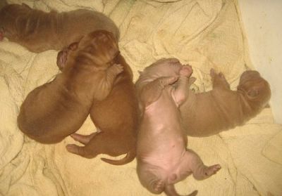 Livre minúsculo Chinese Shar-Pei