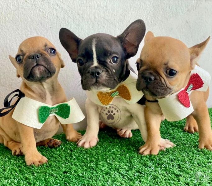 Lindos Bebês de Bulldog Francês Fêminha e Machinhos!!!!