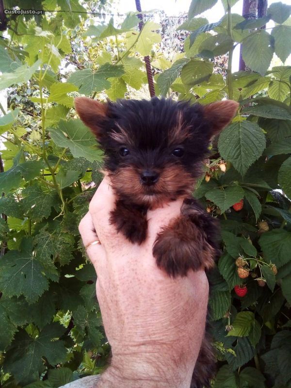 Yorkshire terrier miniatura