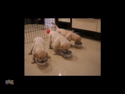 labradores exelentes -- 967888237