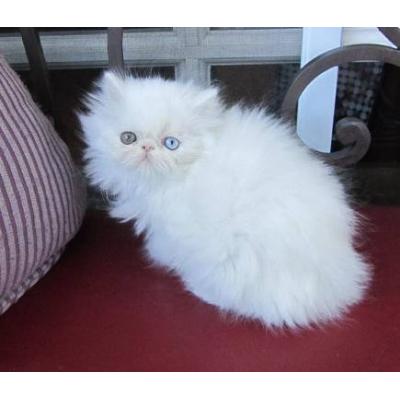 Fabulous gatinhos persa branco para o Natal