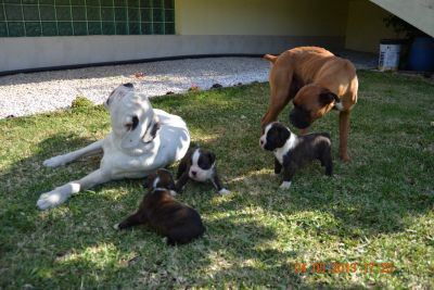 Boxer´s Cachorros