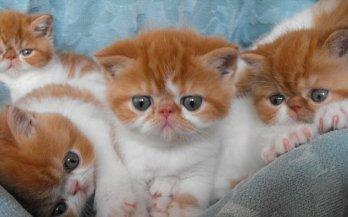 Bonito e bem treinados: Exotic curto gatinhos de cabelo