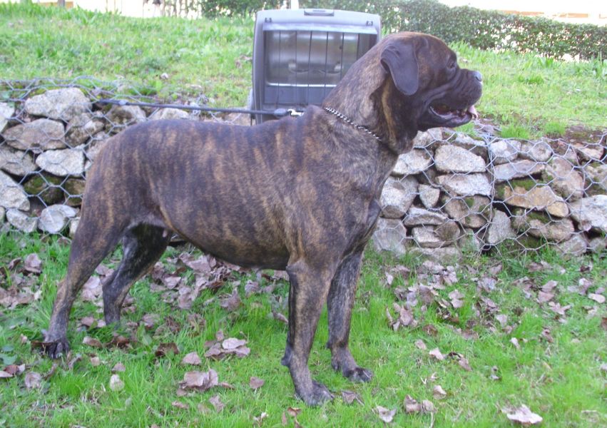 Cães de Guarda & Companhia ninhada Bullmastiff 
